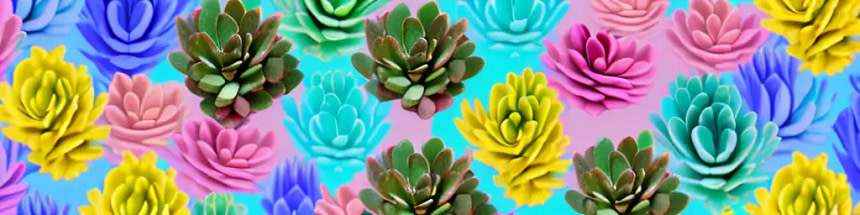 Discovering the Different Types of Kalanchoe Succulents
